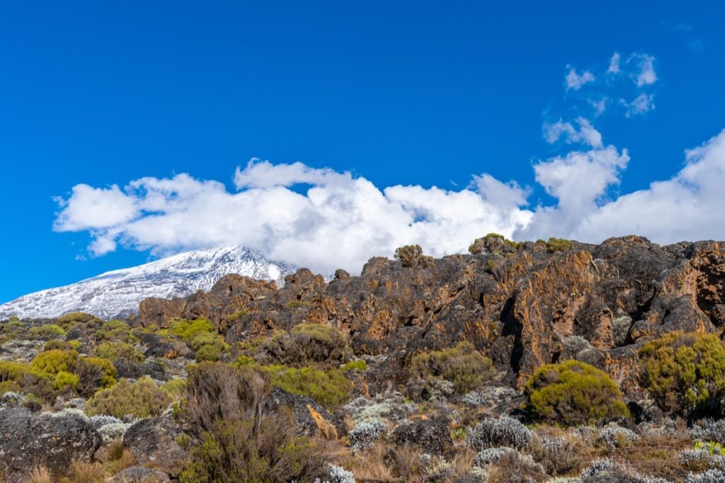 Rocky moorland with heather shrubs and dark lava outcrops, with the snow-capped summit of Kibo rising behind clouds on the left