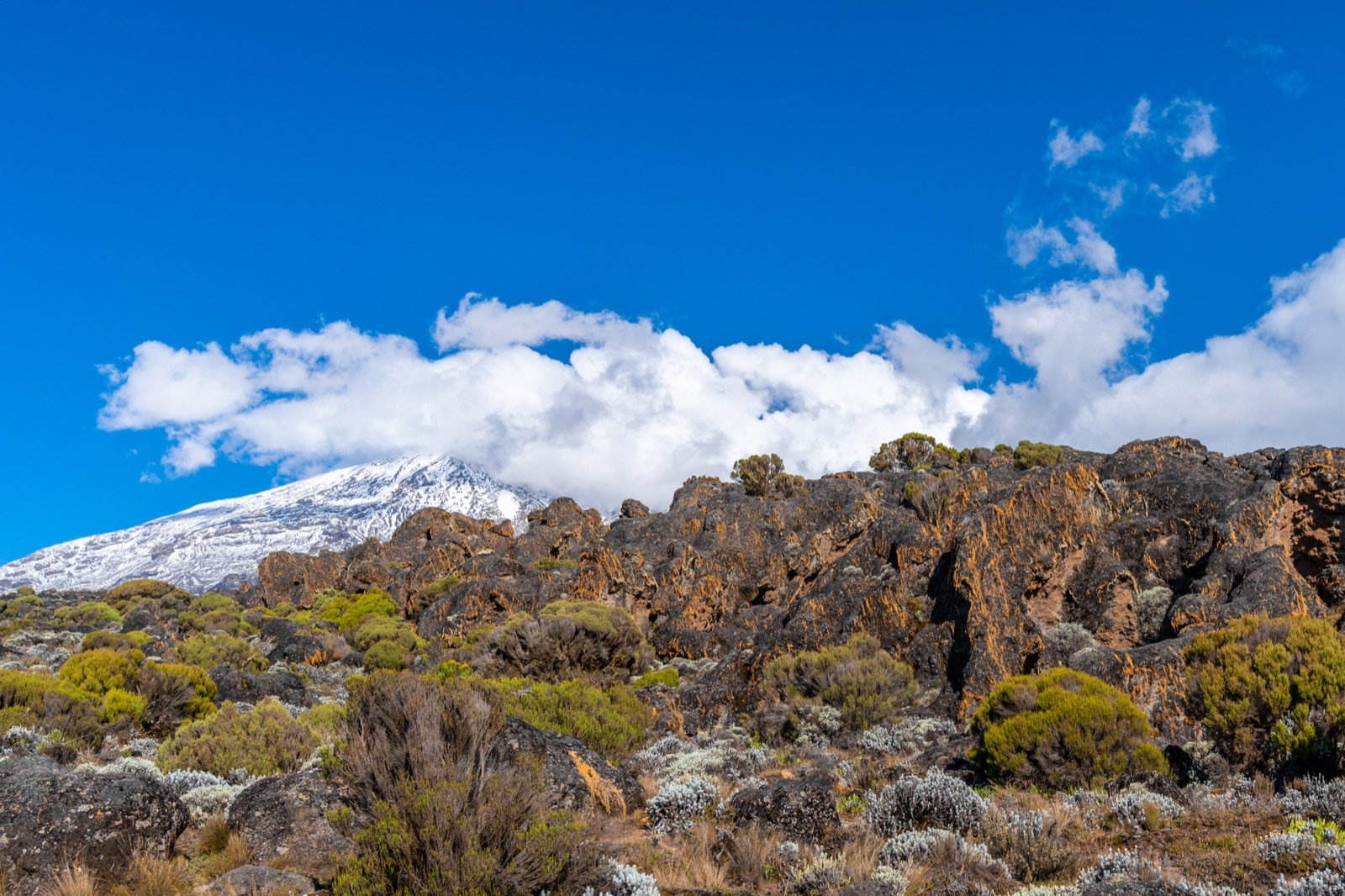 Rocky moorland with heather shrubs and dark lava outcrops, with the snow-capped summit of Kibo rising behind clouds on the left