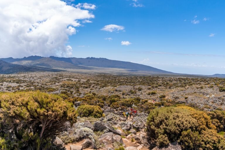 Trekkers walking a rocky trail through low heath and moorland shrubs on Kilimanjaro, with a long ridge under a blue sky behind