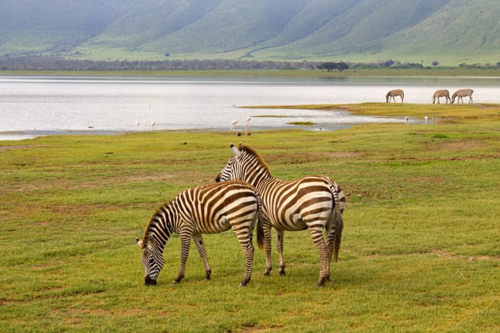 Two zebras grazing on green grass beside a lake with flamingos, with more zebras on the shore and the green Ngorongoro Crater wall behind