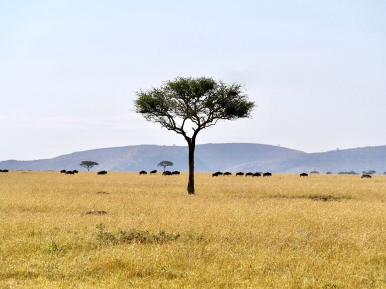 Lone acacia tree on golden Serengeti grassland with a distant line of grazing wildebeest and low hills under a pale sky
