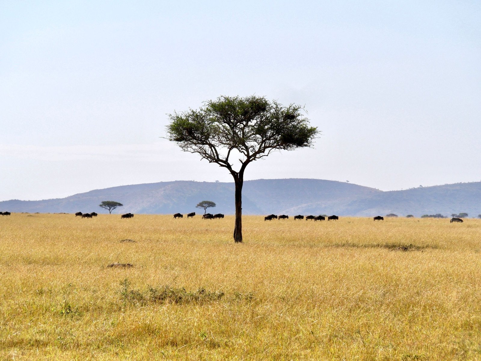 Lone acacia tree on golden Serengeti grassland with a distant line of grazing wildebeest and low hills under a pale sky