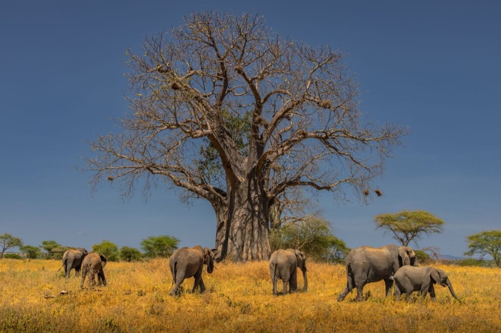Herd of African elephants with calves walking through golden grass beneath a large leafless baobab tree under a blue sky